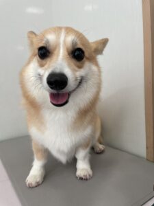 cocoaちゃんのトリミング写真