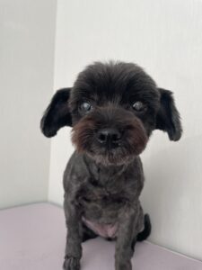 あずきちゃんのトリミング写真