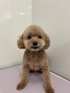 ハッピーくんのトリミング写真