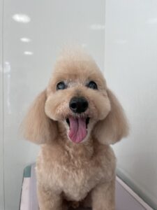 シンバくんのトリミング写真