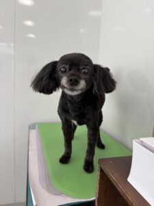 レオくんのトリミング写真