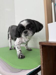 むくくんのトリミング写真