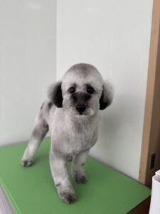 奏音(かのん）ちゃんのトリミング写真