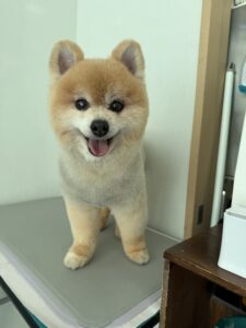 こじろーくんのトリミング写真