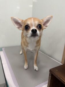 杏(あんず)ちゃんのトリミング写真