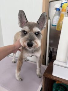 琥太朗(こたろう)くんのトリミング写真