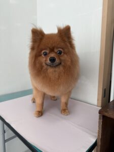 7月7日のわんこたちの写真