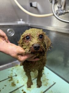 ラテくんのトリミング写真
