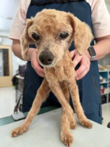 ベルちゃんのトリミング写真
