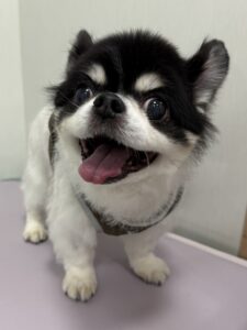 ココくんのトリミング写真