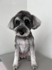 7月25日のわんこたちの写真