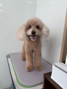 ショコラちゃんのトリミング写真