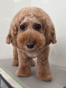 7月13日のわんこたちの写真