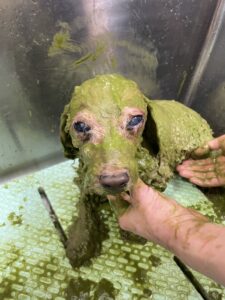 モカちゃんのトリミング写真