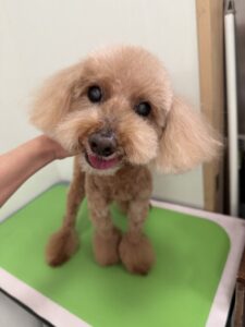 ナナちゃんのトリミング写真