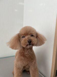 7月30日のわんこたちの写真