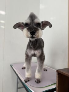 7月14日のわんこたちの写真