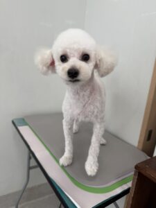 7月19日のわんこたちの写真