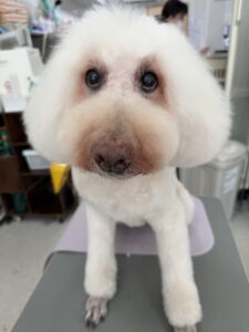 7月23日のわんこたちの写真