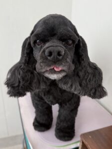 7月26日のわんこたちの写真