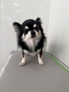 ココアくんのトリミング写真