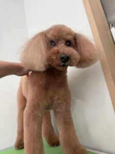 7月27日のわんこたちの写真
