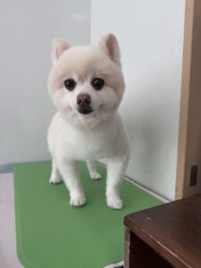 ぽこくんのトリミング写真