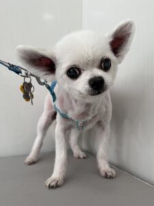 コロくんのトリミング写真