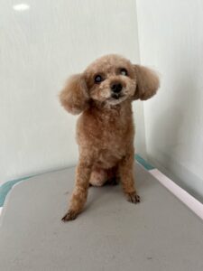 ちゅらちゃんのトリミング写真