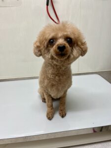 7月4日のわんこたちの写真