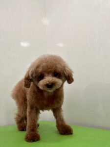 空音(くおん)ちゃんのトリミング写真