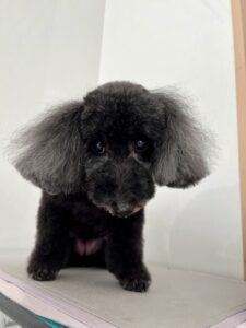 杏(あんず)ちゃんのトリミング写真