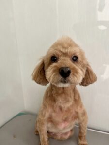 レンくんのトリミング写真