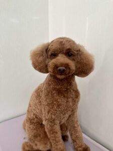 ラテくんのトリミング写真