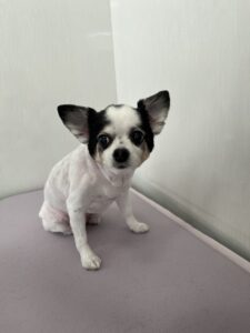 鈴(すず)ちゃんのトリミング写真