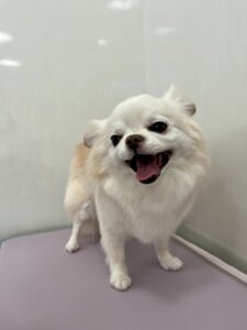 ７月11日のわんこたちの写真