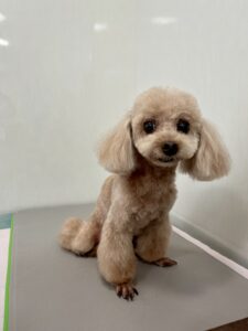 ぼうやくんのトリミング写真