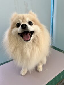 麦( むぎ)ちゃんのトリミング写真