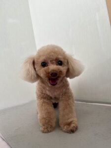 もなかちゃんのトリミング写真