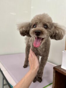 7月15日のわんこたちの写真