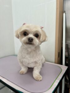 ちゃちゃちゃんのトリミング写真
