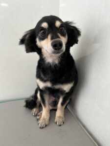 7月18日のわんこたちの写真