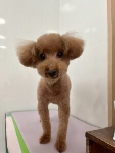 7月20日のわんこたちの写真