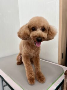 7月22日のわんこたちの写真