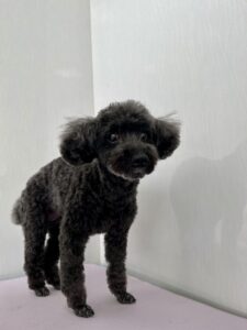ちょこちゃんのトリミング写真