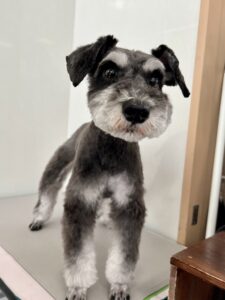 ノアちゃんのトリミング写真
