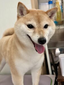ぽん子ちゃんのトリミング写真