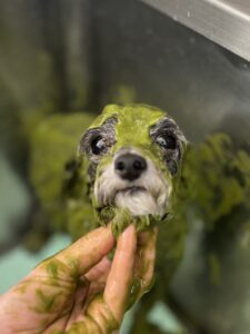 メイくんのトリミング写真