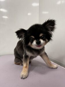 Momoちゃんのトリミング写真