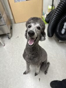 7月２日のわんこたちの写真